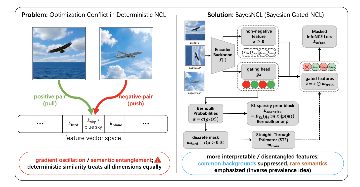 Bayesian Gated Non-Negative Contrastive Learning cover